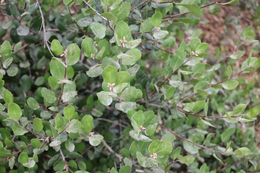 Rhus Integrifolia