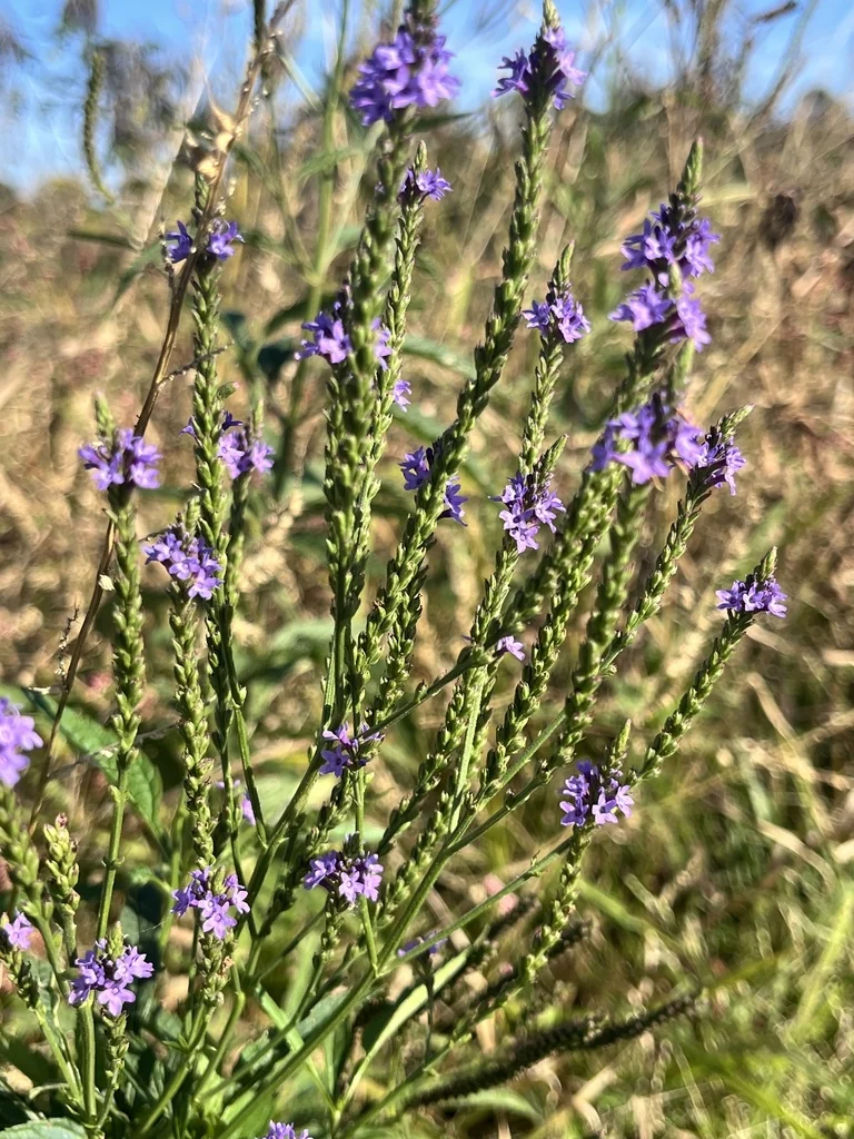 Verbena Hastata