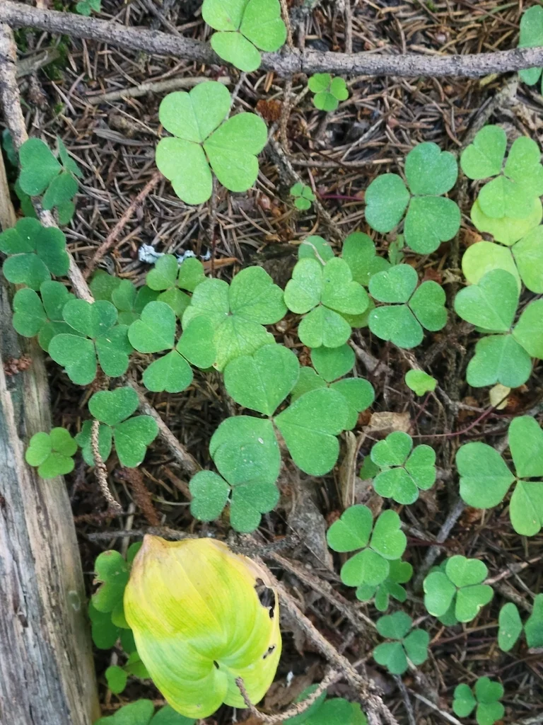 Oxalis Acetosella