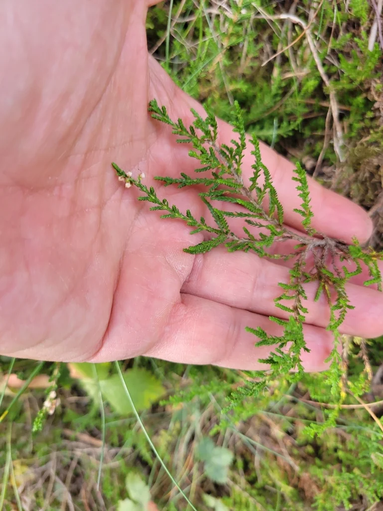 Calluna Vulgaris