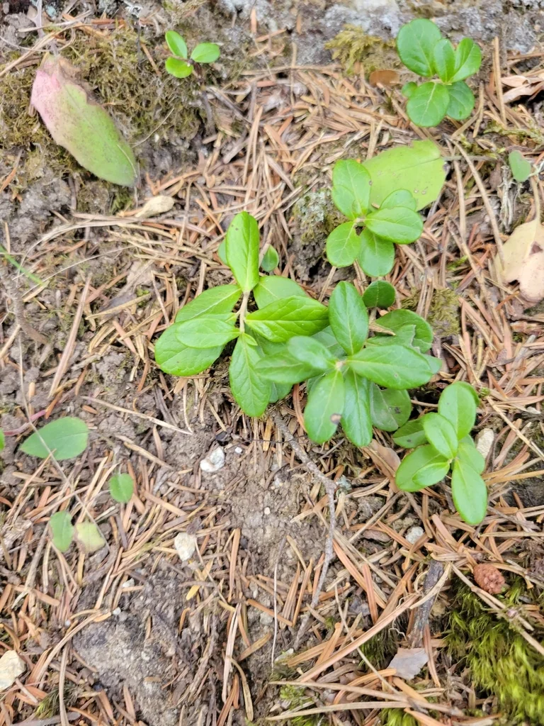 Vaccinium Vitis-Idaea