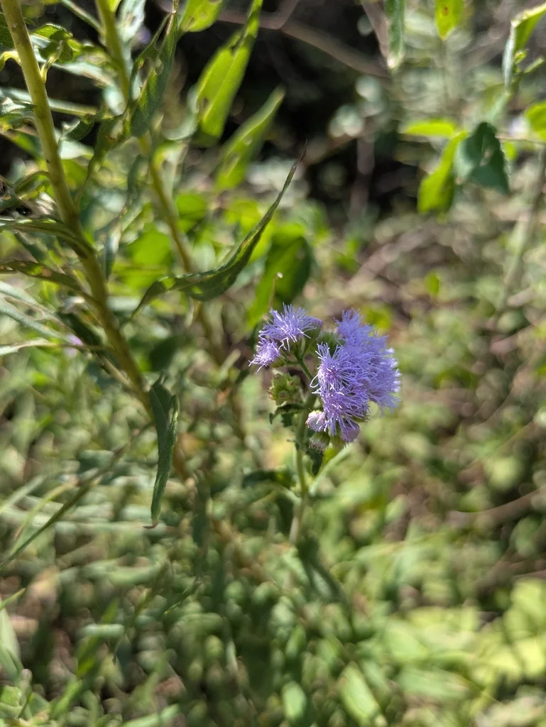 Eupatorium Coelestinum