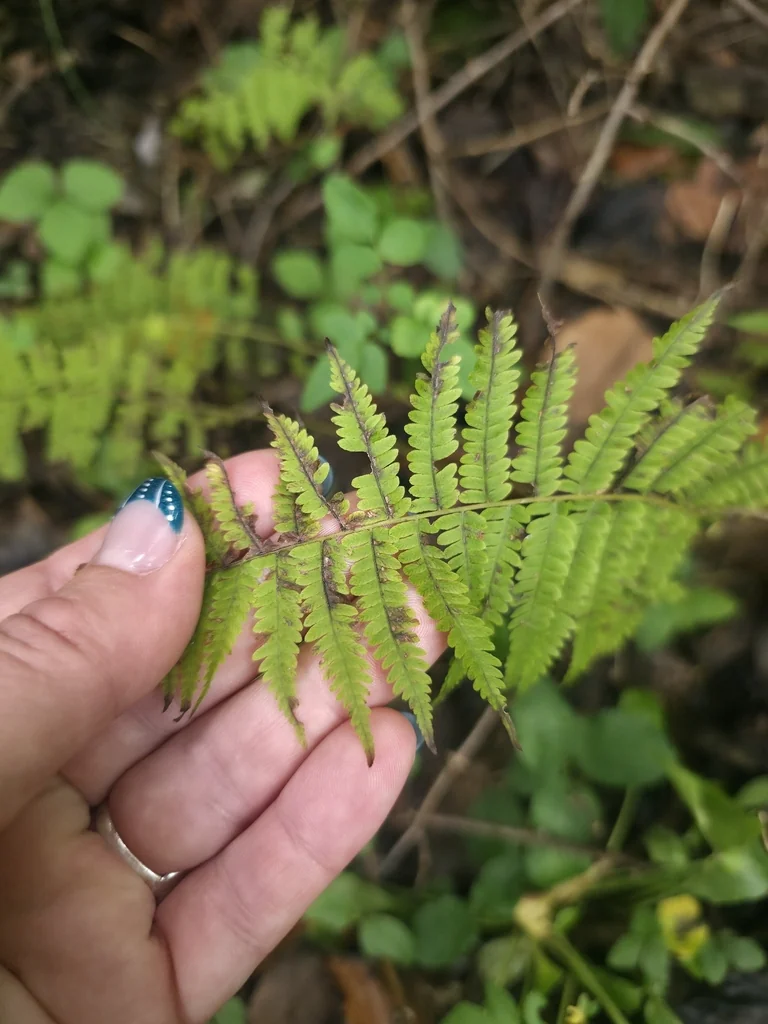 Thelypteris Noveboracensis