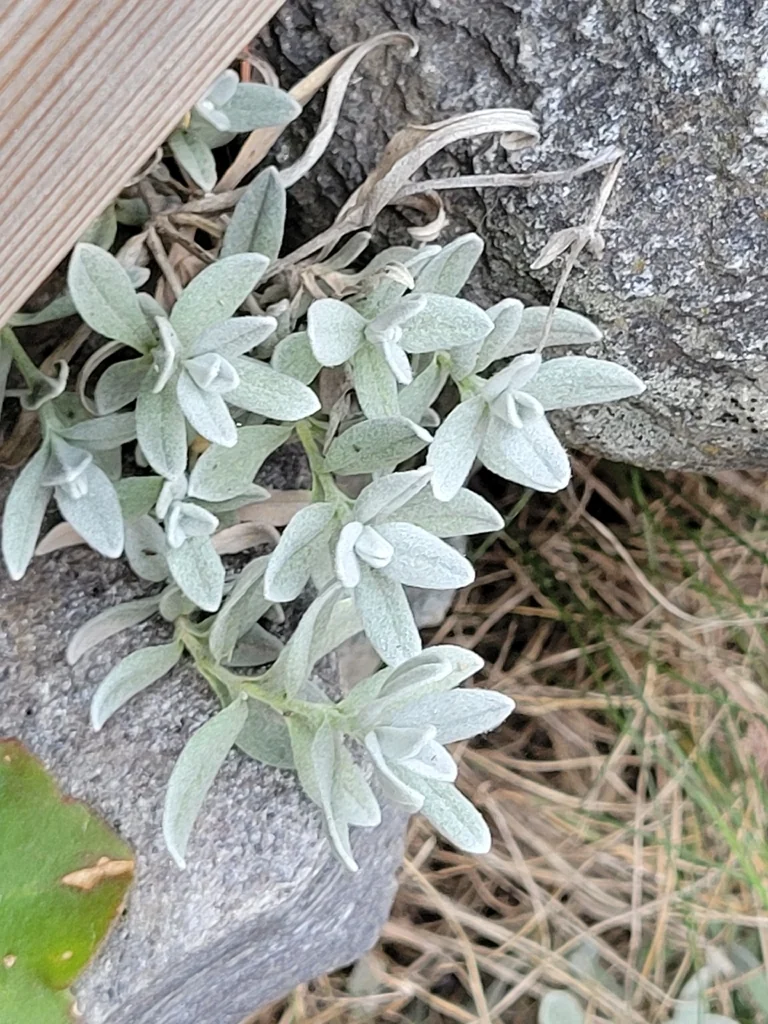 Cerastium tomentosum