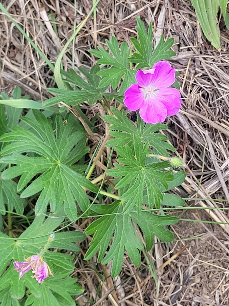 Geranium Sanguineum