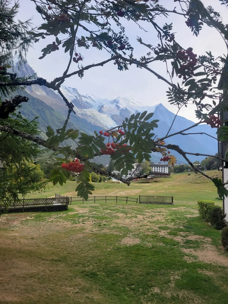 Sorbus Aucuparia
