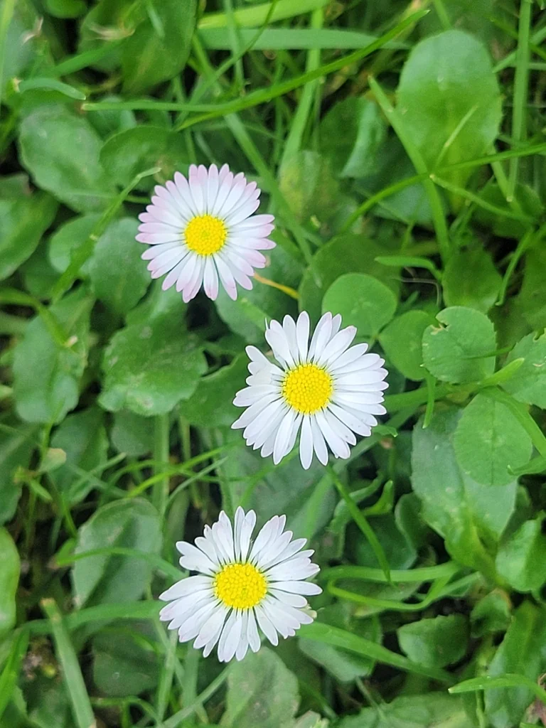 Bellis Perennis