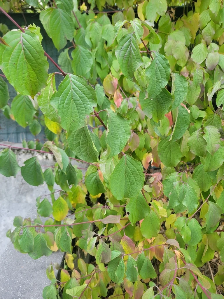 Cornus sanguinea