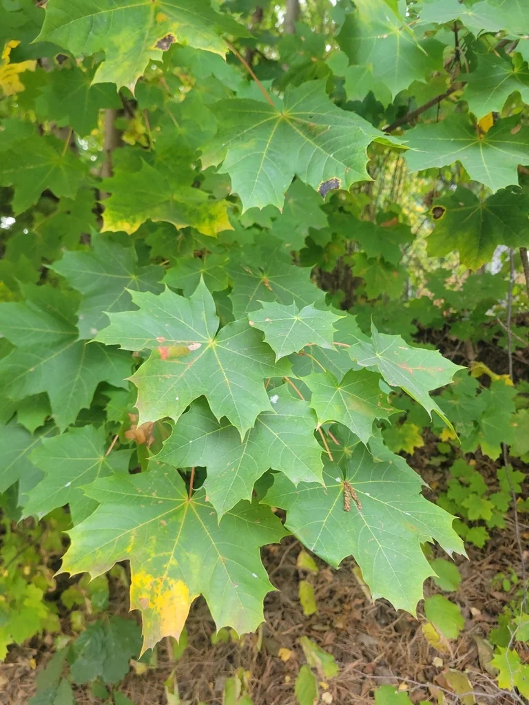 Acer Platanoides