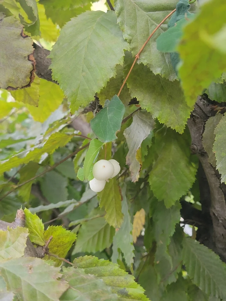 Symphoricarpos Albus