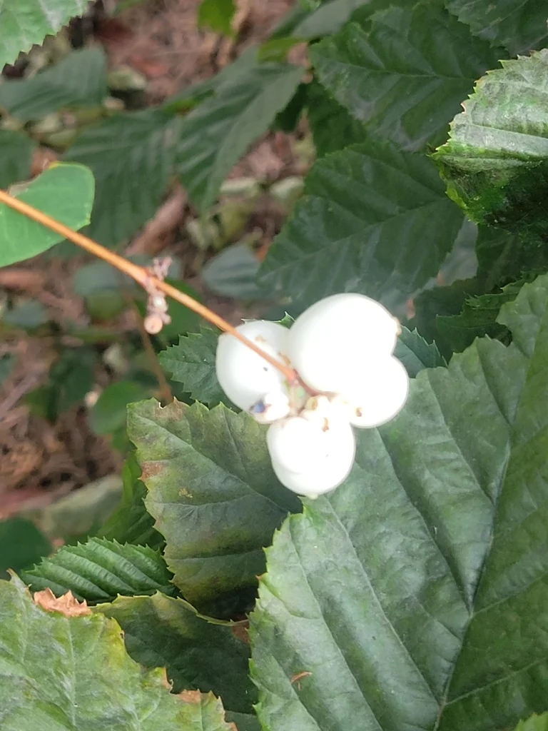 Symphoricarpos Albus