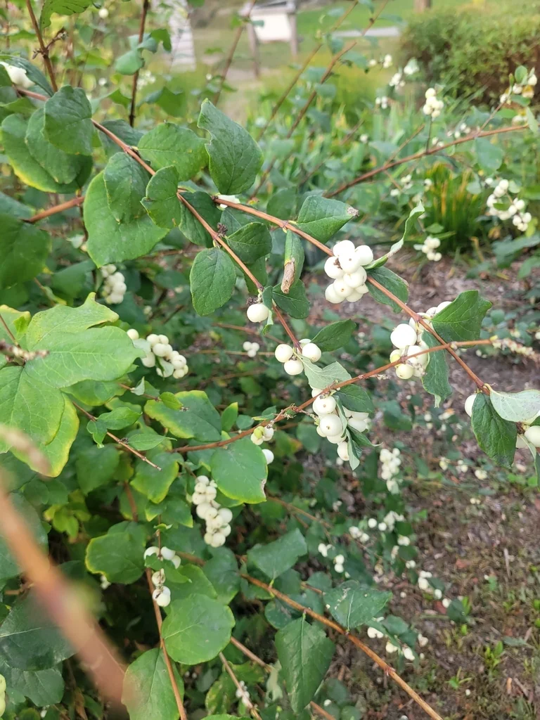 Symphoricarpos Albus