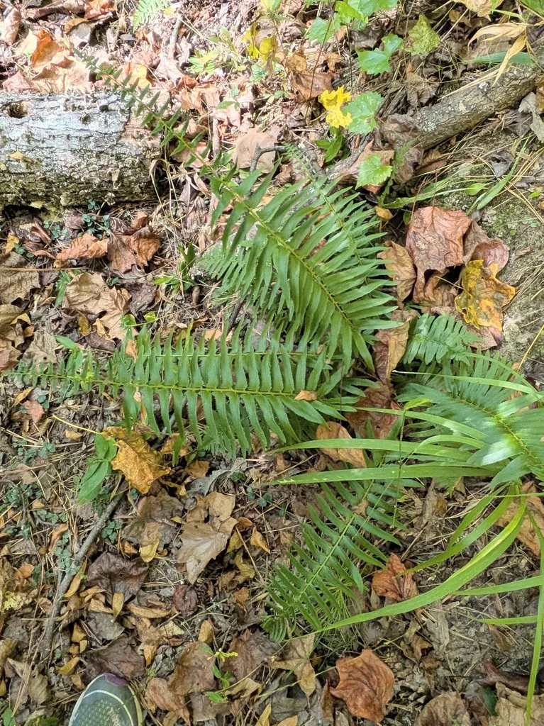 Polystichum Acrostichoides