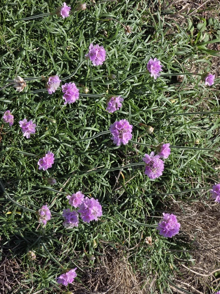 Armeria Maritima