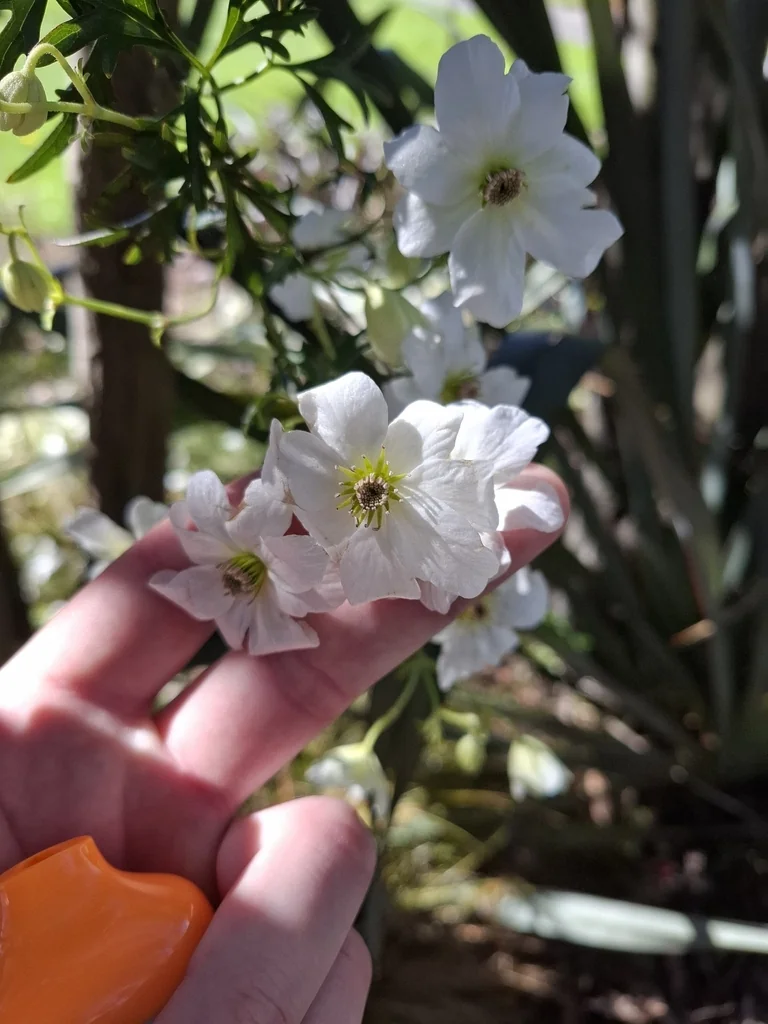 Clematis Paniculata