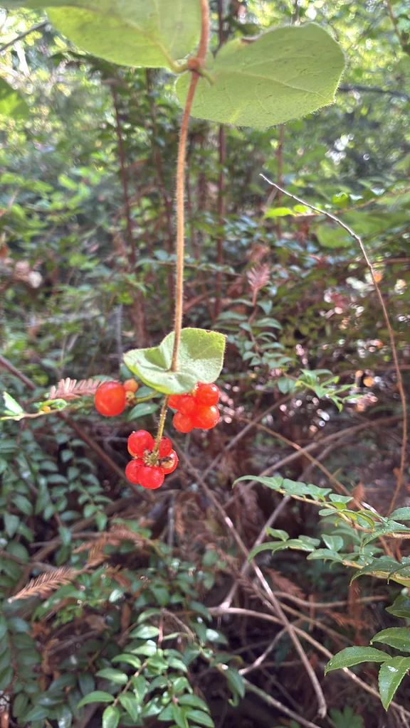 Lonicera Hispidula