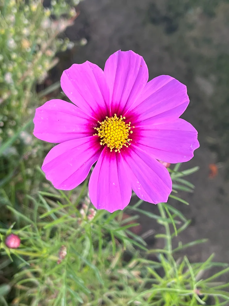 Cosmos Bipinnatus