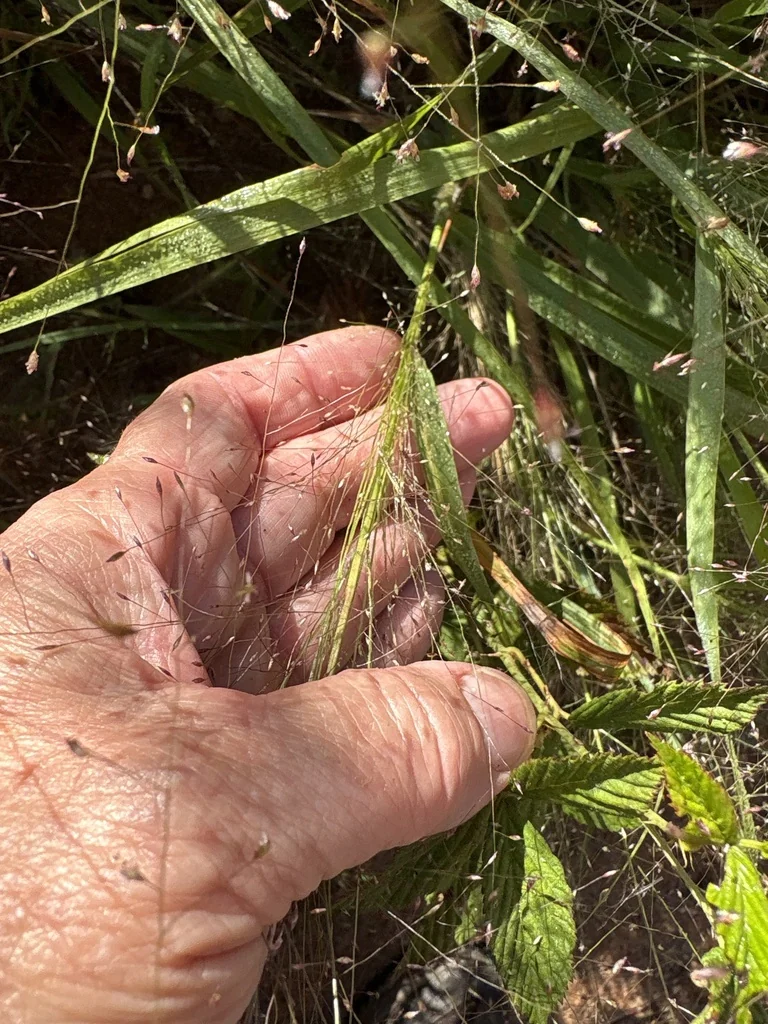 Eragrostis Spectabilis