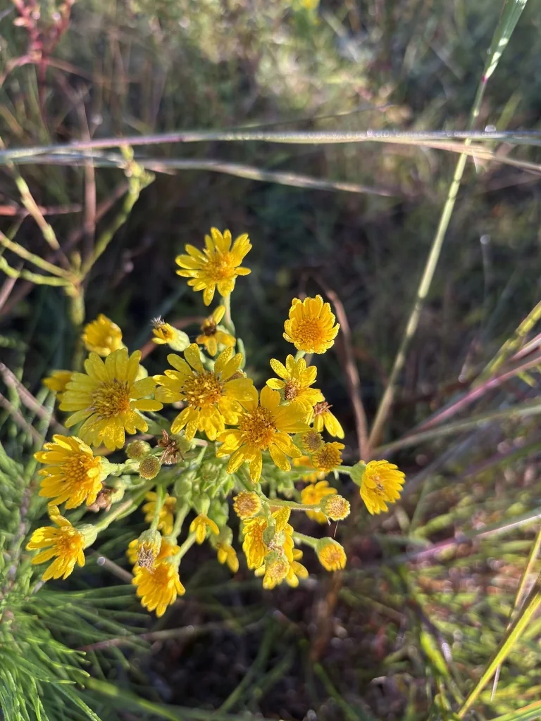 Chrysopsis Mariana