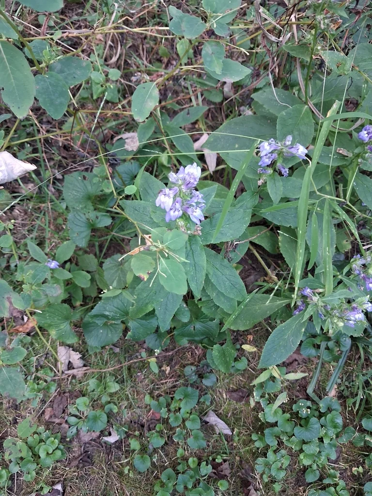 Lobelia Siphilitica
