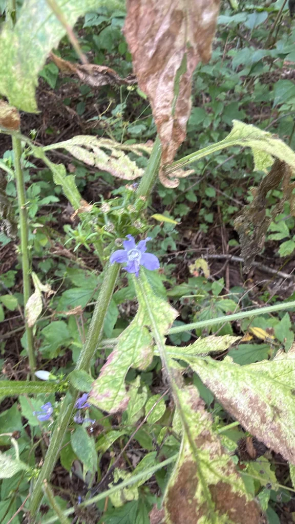 Campanula Americana