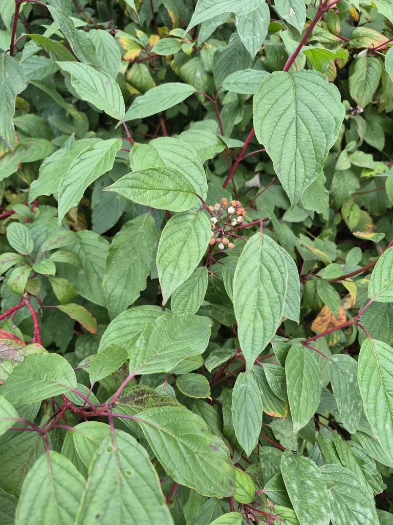 Cornus Sericea