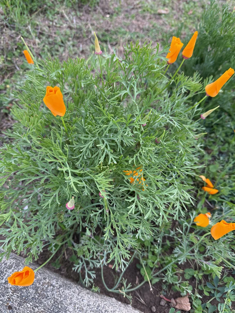 Eschscholzia Californica
