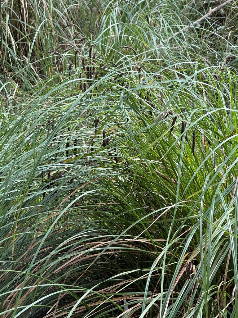 Carex Obnupta
