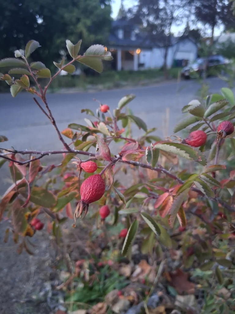Rosa Woodsii