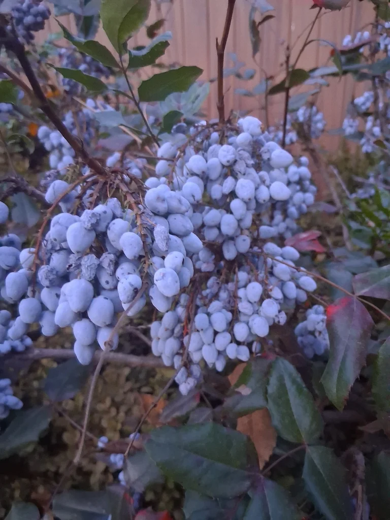 Mahonia Aquifolium