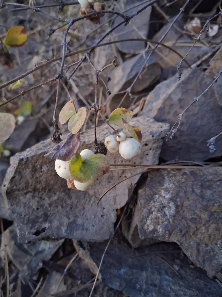 Symphoricarpos Albus