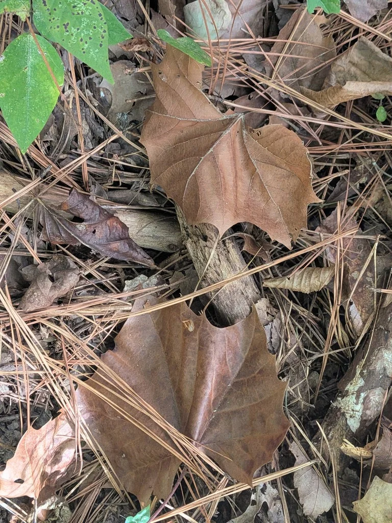 Platanus Occidentalis