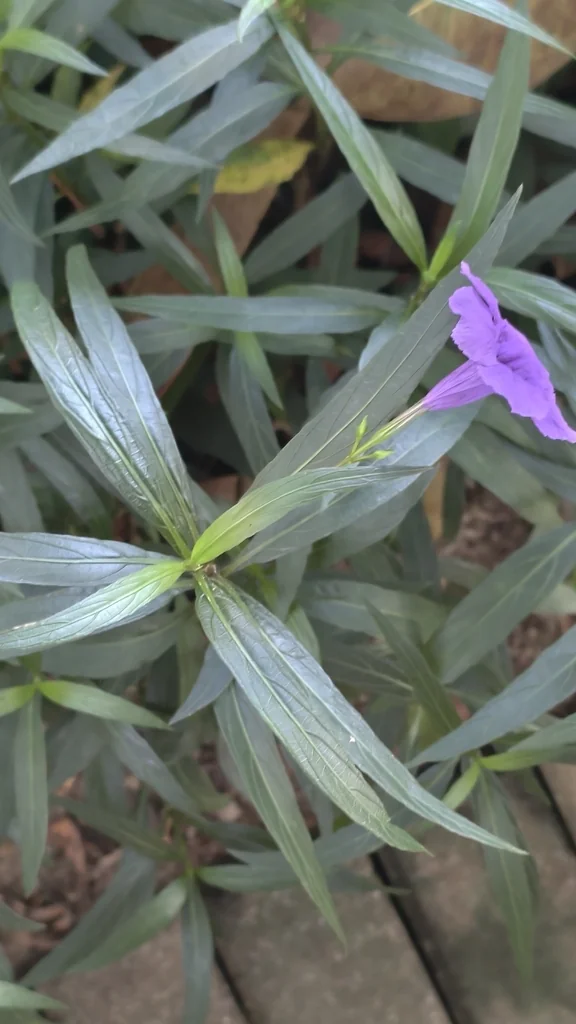 Ruellia Brittoniana