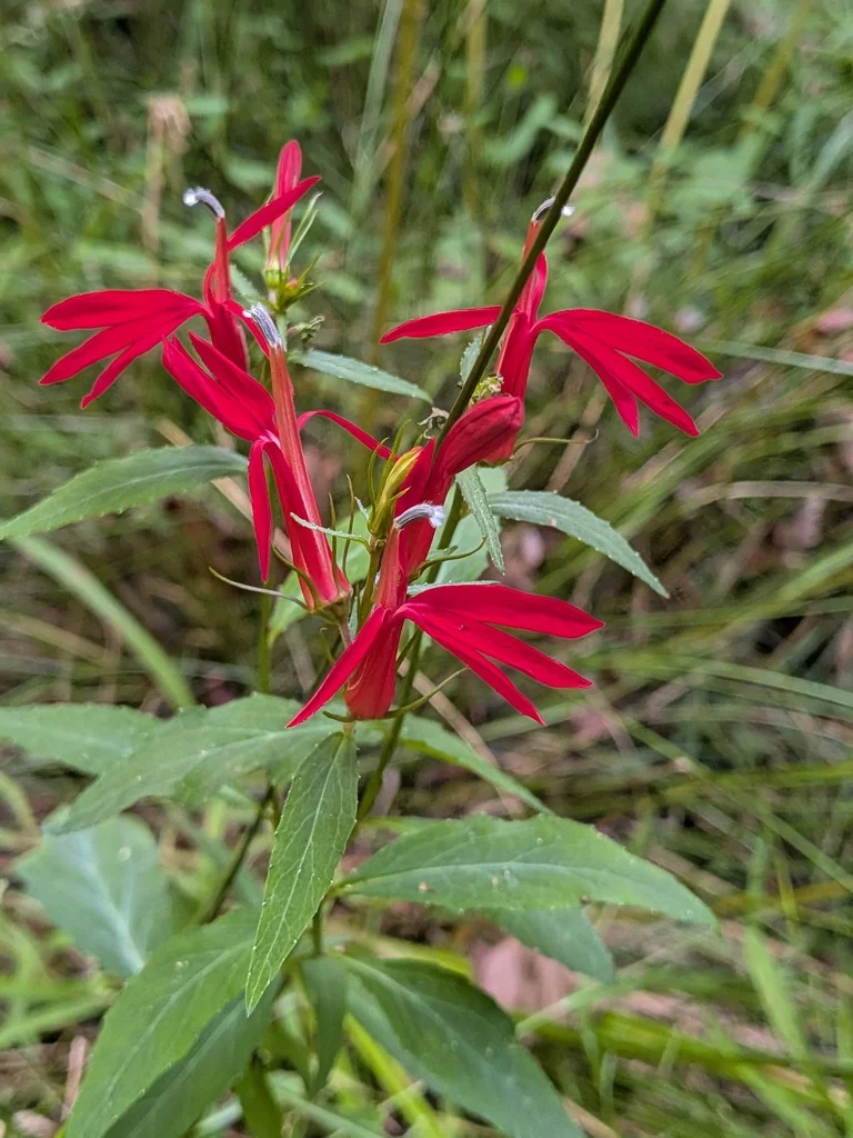 Lobelia Cardinalis