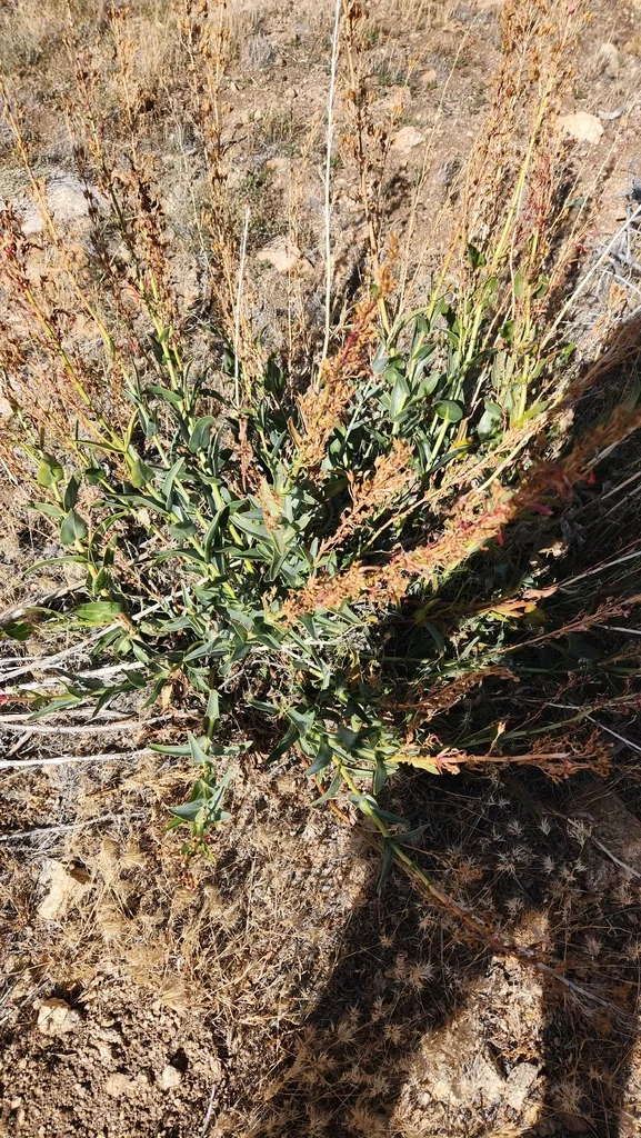 Penstemon Centranthifolius