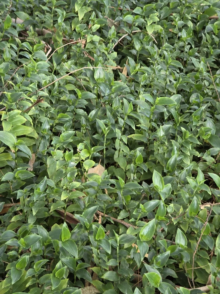 Tradescantia fluminensis