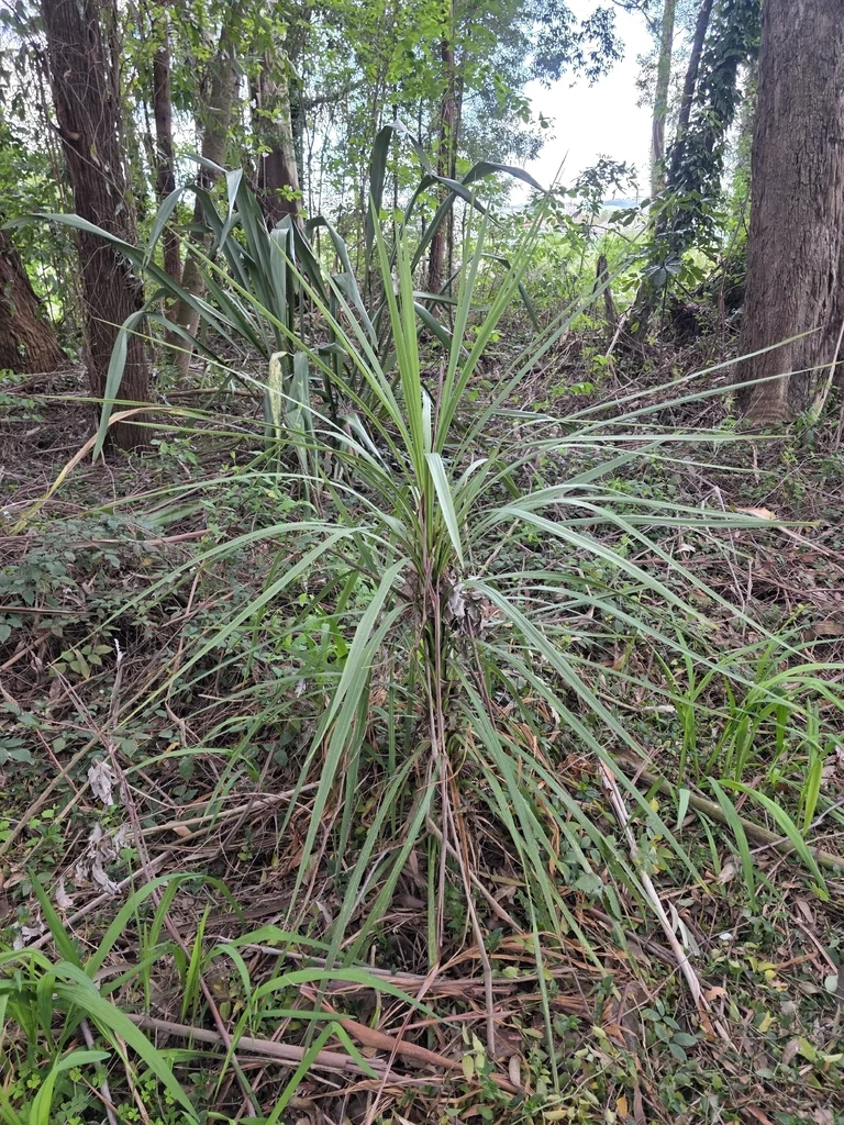 Cordyline australis