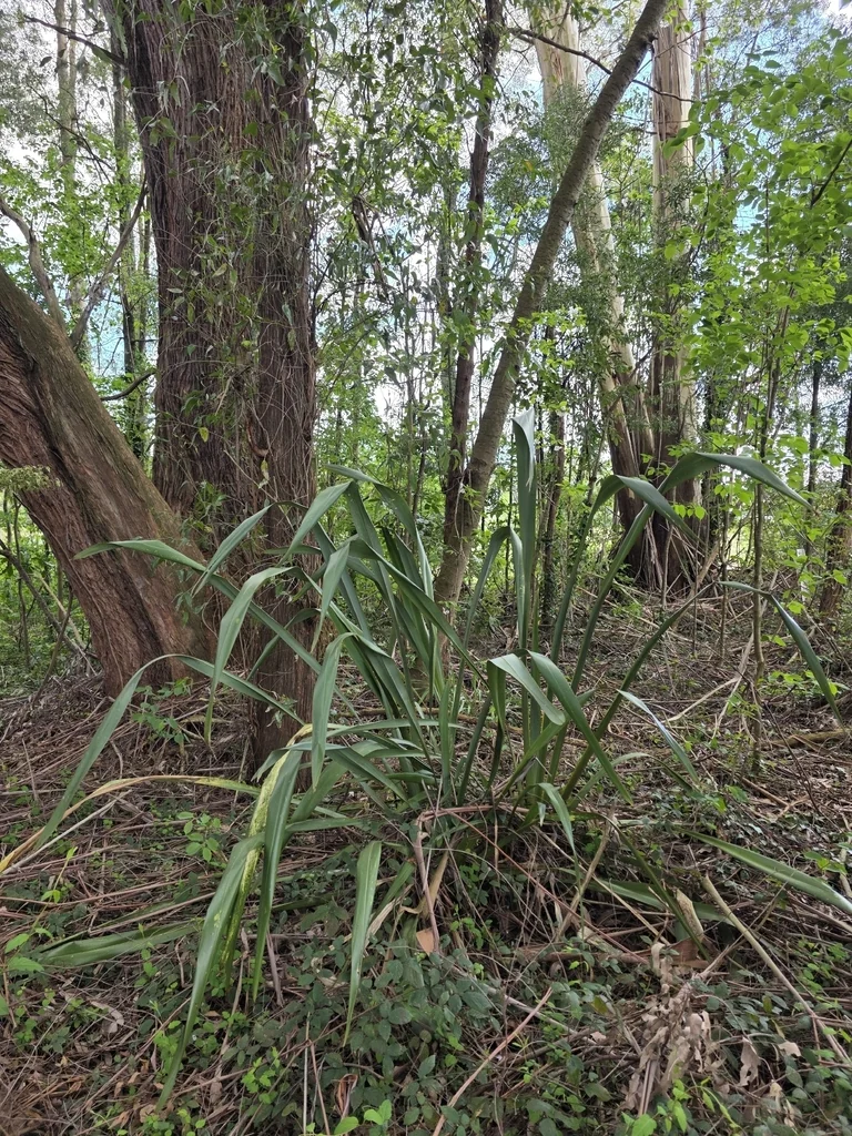 Phormium Tenax