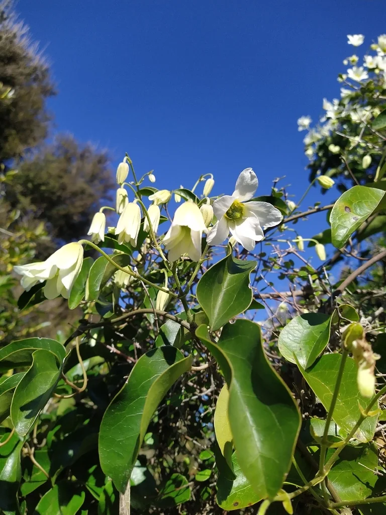 Clematis Paniculata