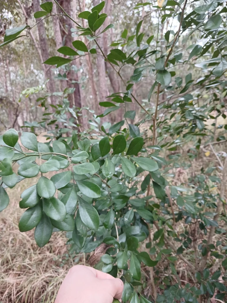 Murraya Paniculata