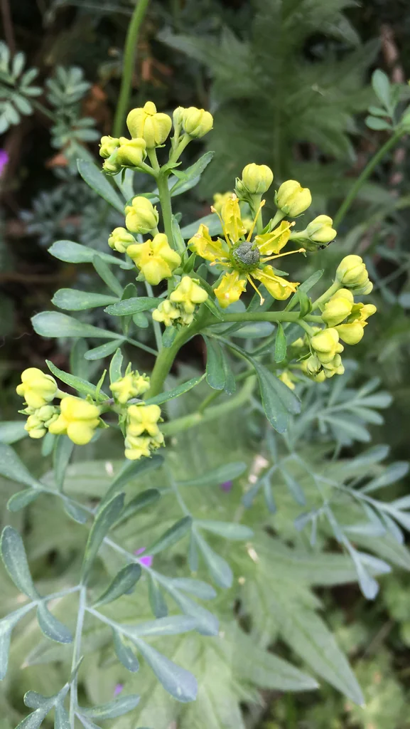 Ruta Graveolens