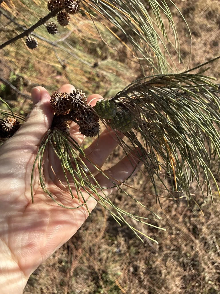 Casuarina Equisetifolia