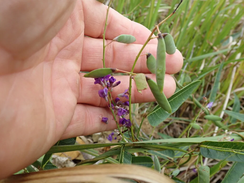 Hardenbergia Violacea