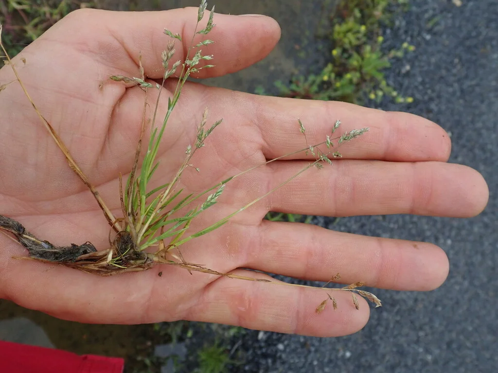 Poa Annua
