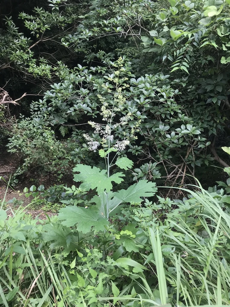 Macleaya Cordata