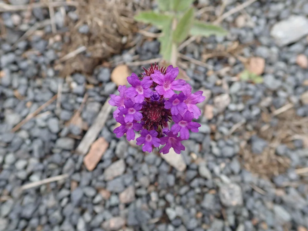 Verbena Rigida