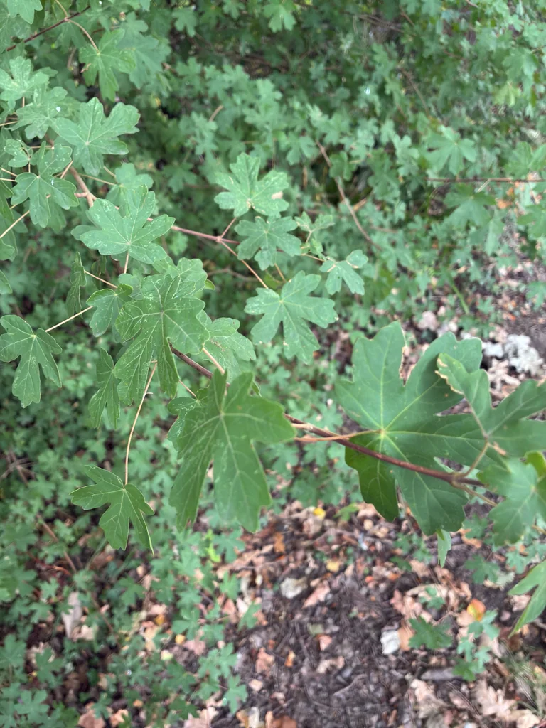 Acer Campestre