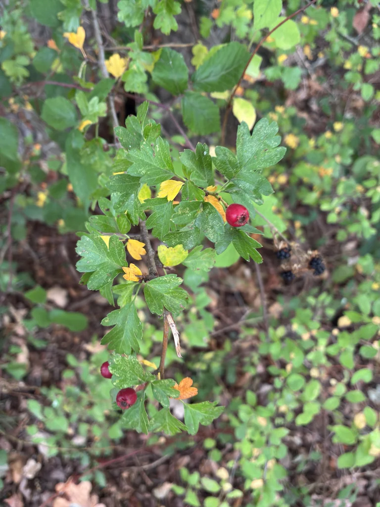 Crataegus Monogyna