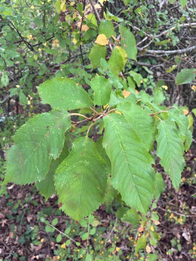 Prunus Avium