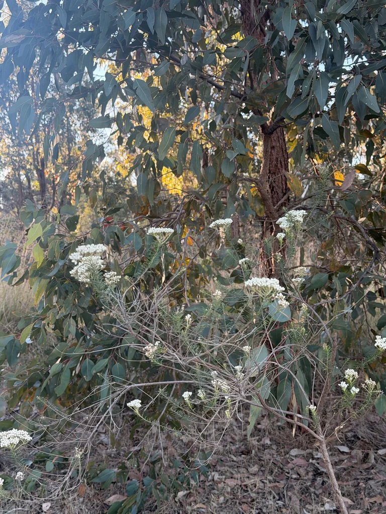Ozothamnus Diosmifolius